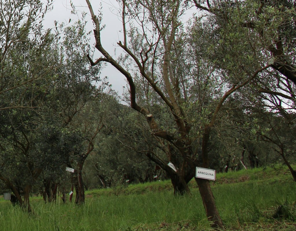 Oliveira Arbequina