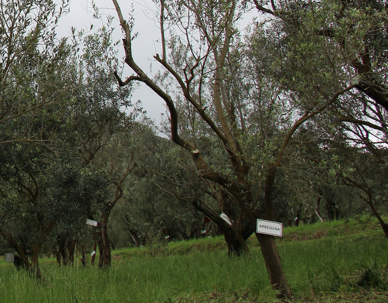 Oliveira Arbequina