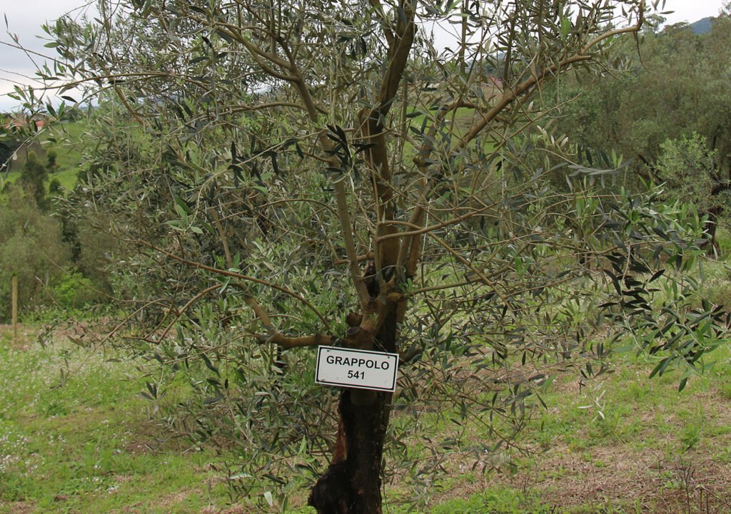 Oliveira Grappolo 541 (MGS GRAP541)