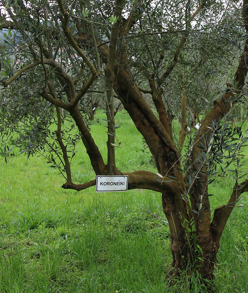 Oliveira Koroneiki