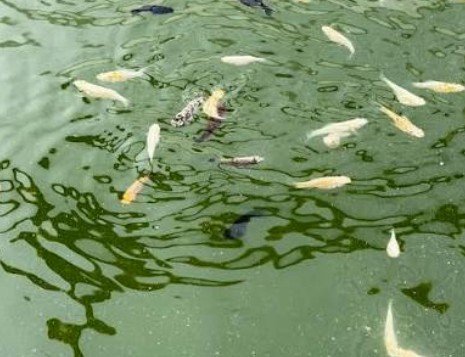 Produção de água verde