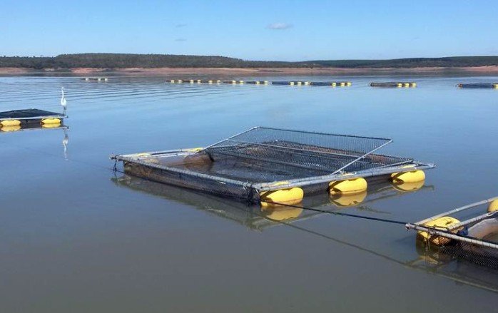 Produção de tilápias em tanque redes