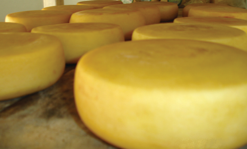Adição de fosfolipase na fabricação de queijo Minas Padrão