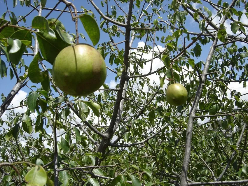 Identificação molecular de umbuzeiro