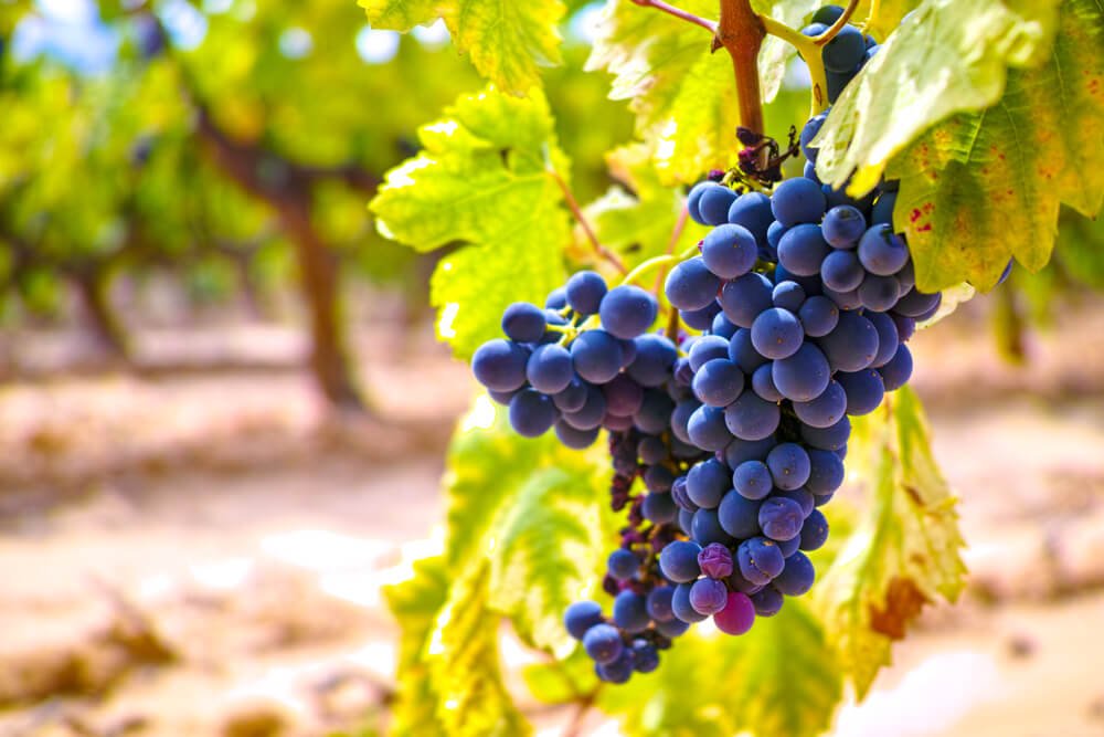 Uva grenache