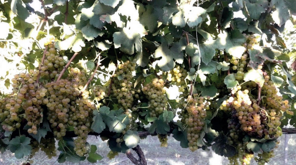 Uva Marsanne