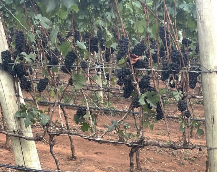 Uva Mourvèdre