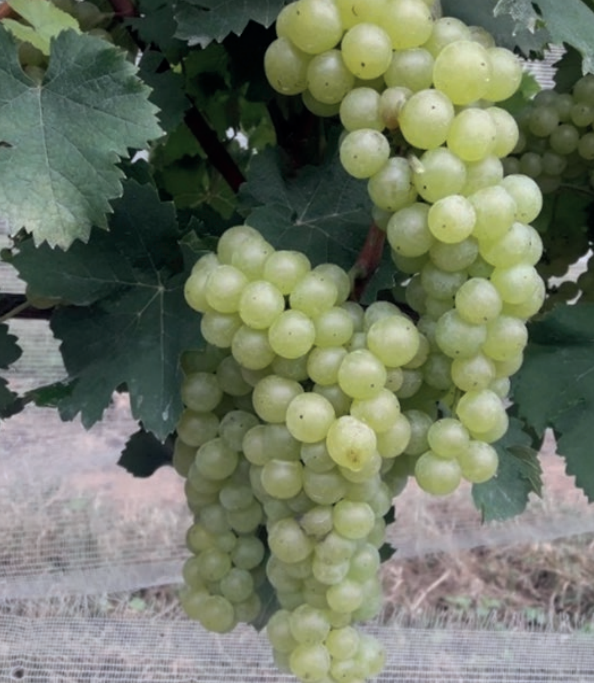 Uva Muscat à Petits Grain Blanc