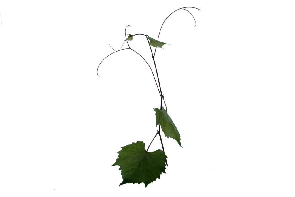 Uva porta-enxerto gravesac