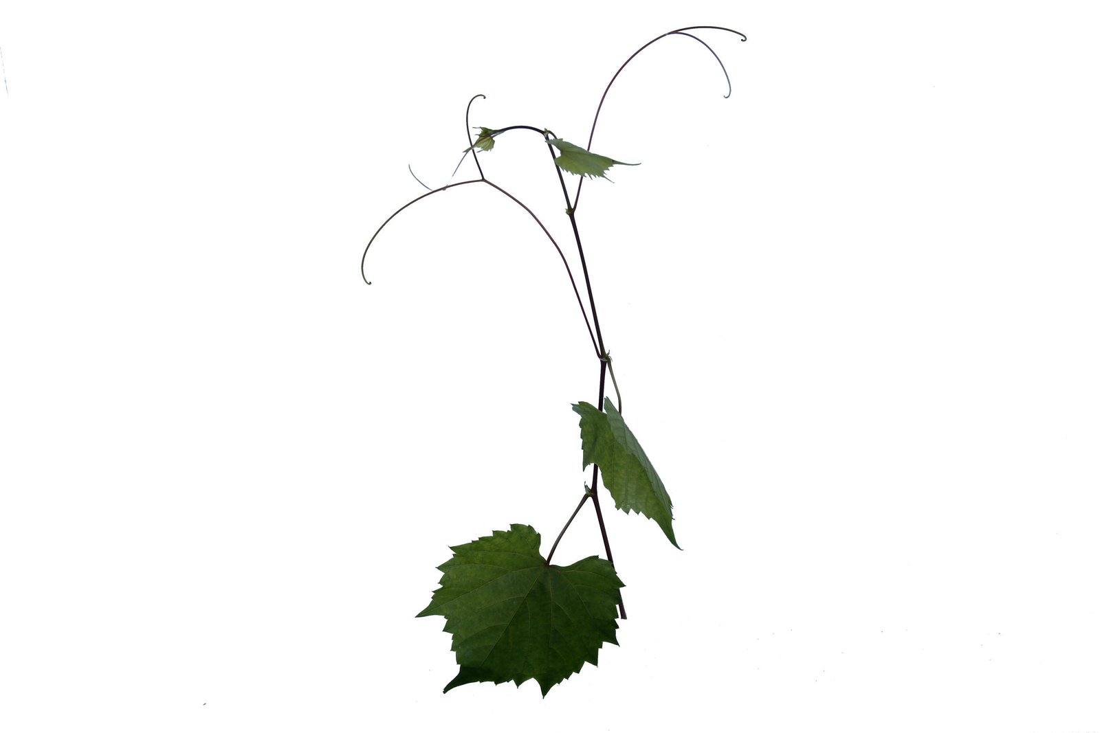 Uva porta-enxerto gravesac
