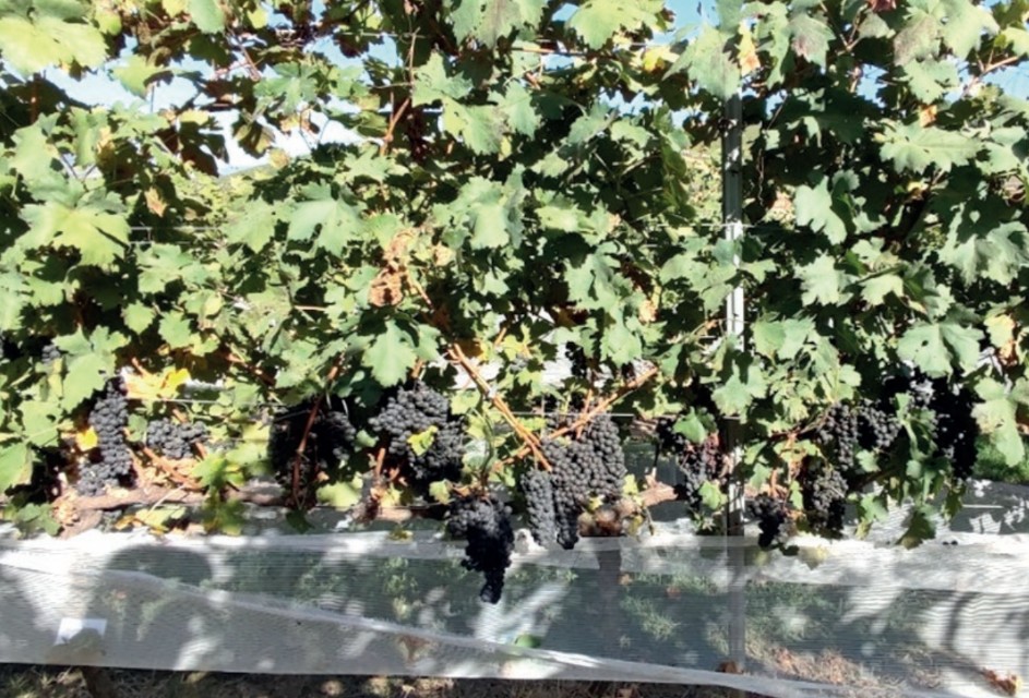 Uva tempranillo