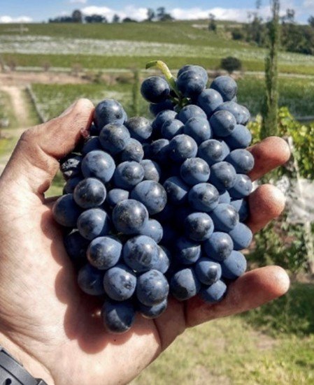 Uva Touriga Nacional