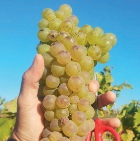 Uva vermentino