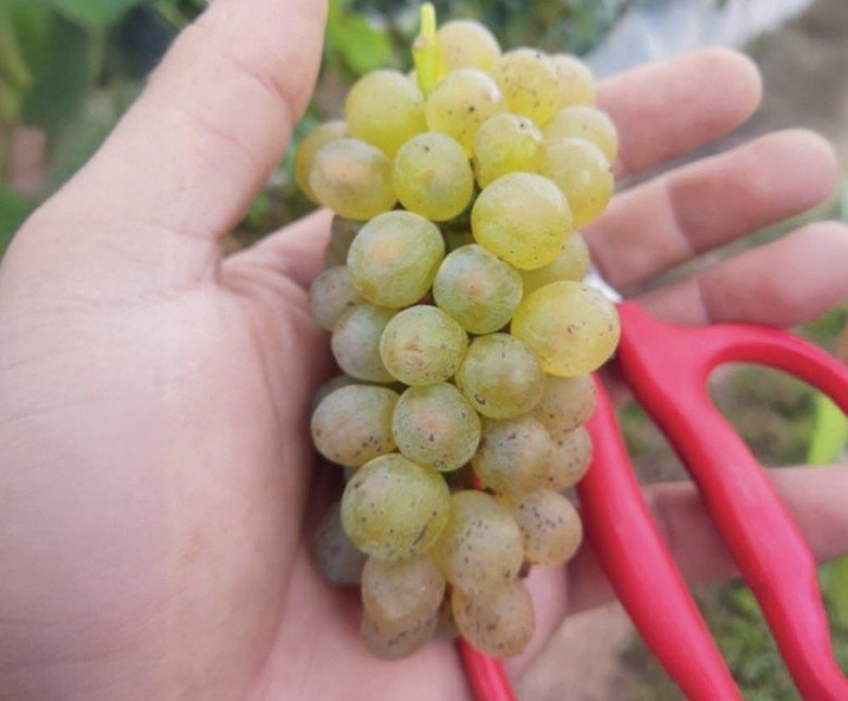 Uva Viognier