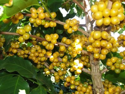 cafeicultura