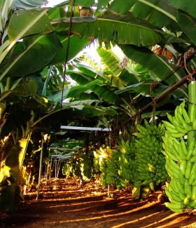 Bananicultura