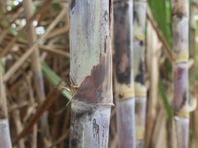 cana_de_acucar-foto-detalhe-pep